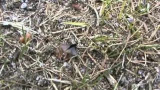 Zandbijwaaiertje - Stylops melittae