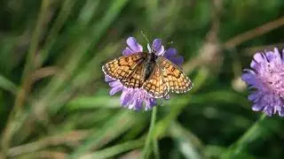 La m&eacute;lit&eacute;e des Centaur&eacute;es se fait bousculer par une abeille - Melitaea phoebe
