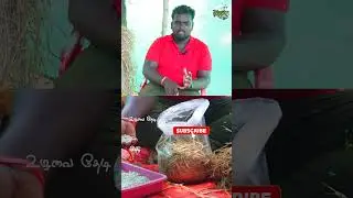 Mushroom Bag எளிதாக போடுவது எப்படி?#mushroom #oystermushroom  #mushrooms #kaalan #seeds #farm #short