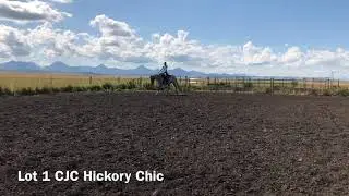 RHR Colt Starting Challenge and Sale Lot 1 CJC Hickory Chic