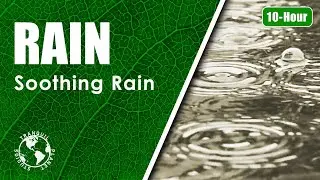 Close-Up Rain and Puddles | Long-Form Ambient Soundscape - 10 Hours