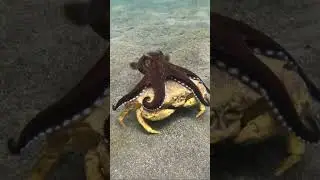 Giant squid hunts and crushes crabs alive - Squid fights crabs.#Squid#hunts#Giantsquid#crushes#crabs