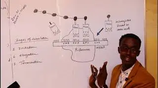 BIO FORM 4 // CHAPTER 5// LESSON 3. PART 2// ABDIHAKIM MOHAMED