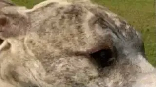 Dogs 101: Whippet
