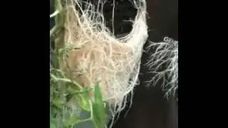 DWC hydroponic root system(Grown at Roots)