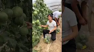 Agricultural life and cucumber harvest really happy #2024 #shorts #cucumber #garden