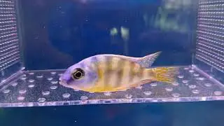 台海鯛 Protomelas steveni 
