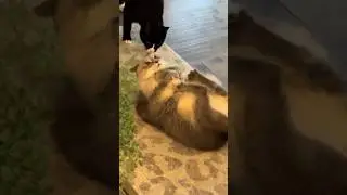 Hugging that mouse so tight 😂😂  #shorts #memes #kitten #pets #cats #mycatchannel #laughoutloudcats