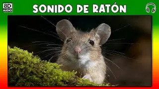 SONIDO DE RATON 🐭