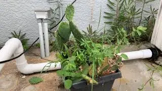 Invasive Cactus Moth Caterpillar