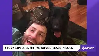 Gene Therapy May Extend Lifespan Of Dogs