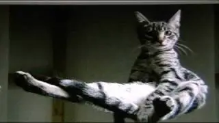 HoverCat
