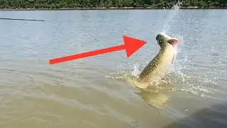 ESSA ISCA É O TERROR DOS PIRARUCUS - PEIXE MONSTRUOSO