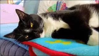 BORED BENNY
