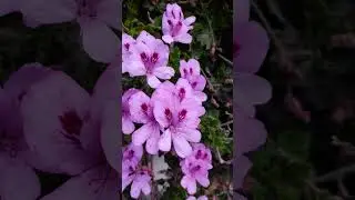 Pelargonium💜 radens#rasp-leaf pelargonium #flowers #homegarden#viralshorts