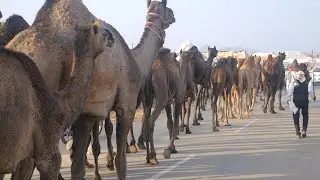 Camel Herd Video Walking on Road and desert in India || ऊंटों का झुंड || unt ki video | Camels Video