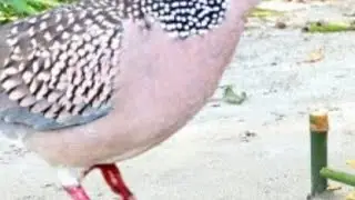 pakshi pokarneka desi jugar,#shorts,#youtube #shorts, @sr