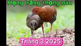 Tiếng chim họng trắng +họng nâu mùa giải 2025