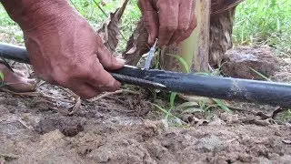 COMO FAZER IRRIGAÇÃO POR GOTEJAMENTO (ECONÔMICA)