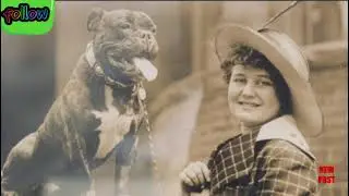 Dog Collar Museum