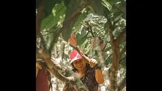 Organic Samoa: Agroforestry, Agritourism, Cacao & Chocolate by Floris Niu #IGrowYourFood