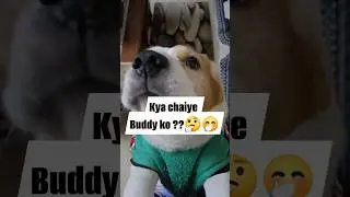 beagle ki bhuk kabi khatam nai hoti #dog #funny #pets #explore #cute #puppy #shorts #reels