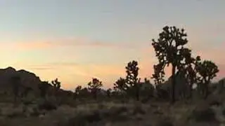joshua tree sunset