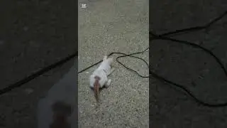 rescue cat from sewer.amazing#rescue