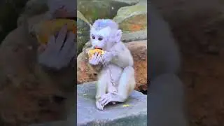 Leo full white face with so funny small monkey #reelfb #fbreel #wildlife #monkey #cutebabymonkey #Fa