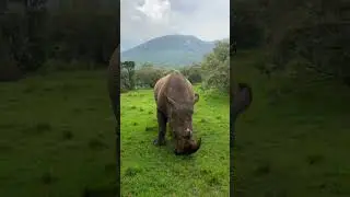 Rhino eating leaves in forest #animalshorts #rhino -Subscribe channel