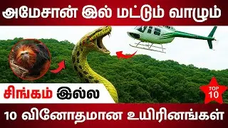 the 10 most dangerous animals of the amazon rainforest🔥Amazon காட்டில் மட்டுமுள்ள 10 விலங்குகள்