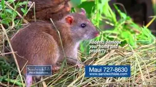 Rodent Control by Sandwich Isle