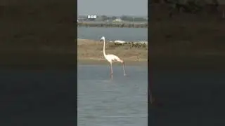 Sea of flamingoes arrive in Tamil Nadu | BBC News India