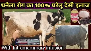 थनैला रोग का 100% घरेलू देसी इलाज With intramammary infusion||Mastitis ka illaj/Thanella ka illaj