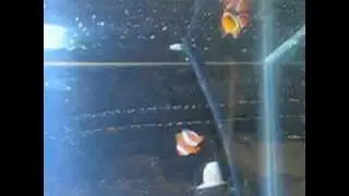 clown fish,mates,maiting,mating,eggs