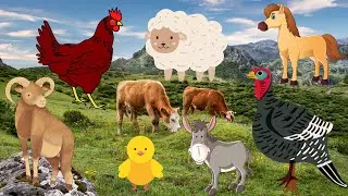 Farm animal sounds, domestic animals: Cow, Horse, Goat, Sheep, Chicken, Rabbit,  Dog, Cat