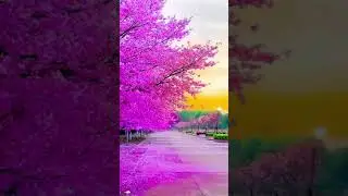 relaxing nature Lovley beautiful nature lover amazing wonderful scene HD Nature#shorts #flowers