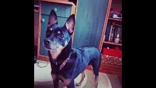 Собака возле окна,боксерка /dog