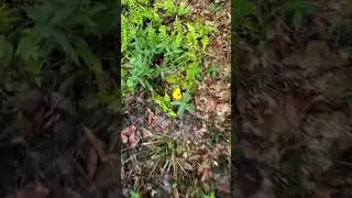 Florida Man Encounters Swamp Sunflower - Herb