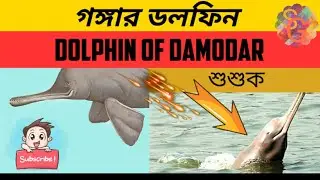 Dolphin of ganga/South Asian river dolphin/গঙ্গার ডলফিন/শুশুক/গাঙ্গেয় শুশুক/Damodar river/Shushuk/