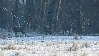 Edelherten/geweidragers (spitsers) in de sneeuw