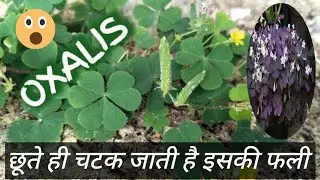 Oxalis Corniculata / Changeri ke fayde / Indian Sorrel / त्रिपत्रिका / खट्टी मीठी / Oxalis Plant  !
