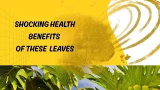 Shocking health benefits of breadfruit leaves.