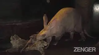 The Magical Moment Of A New Birth Of An Aardvark Baby