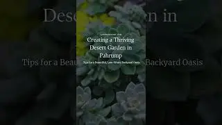 Creating a Thriving Desert Garden in Pahrump