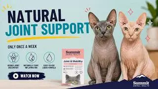 Joint & Mobility for Cats | Natural Joint Support & Energy