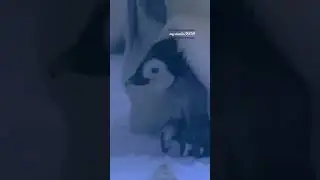 'Top Three Most Unusual Animal Parenting Behaviors'! 🐸🐧🐜  #shorts #viral #nature
