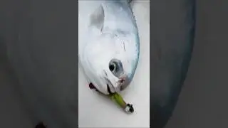 Catching Pompano with the All New PENN Battle IV combo 🎣 #pennfishing #fishing #pompano