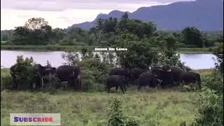 Majestic Wild Elephants Roaming Free: Unseen Footage of Sri Lanka's Giant Giants