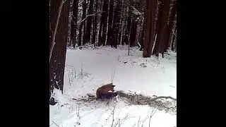 Fox In A Trap , Takes A Nap #Snow Trapping #Fox Trapping